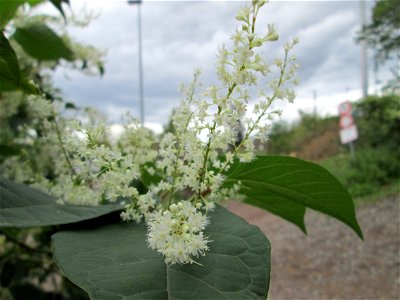 Bastard-Flügelknöterich oder Böhmischer Knöterich (Reynoutria × bohemica) invasiv am Bahndamm in Saarbrücken
