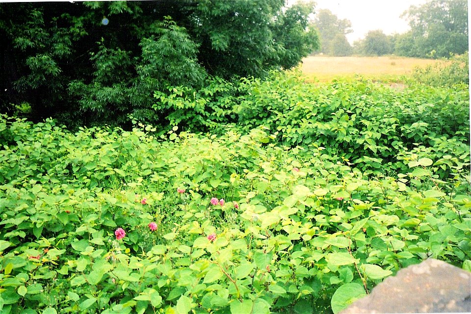 A picture I took of the village of Caersws on my holiday there in 2010. The plants are Japanese knot weed and roses. I donate it to the public domain.