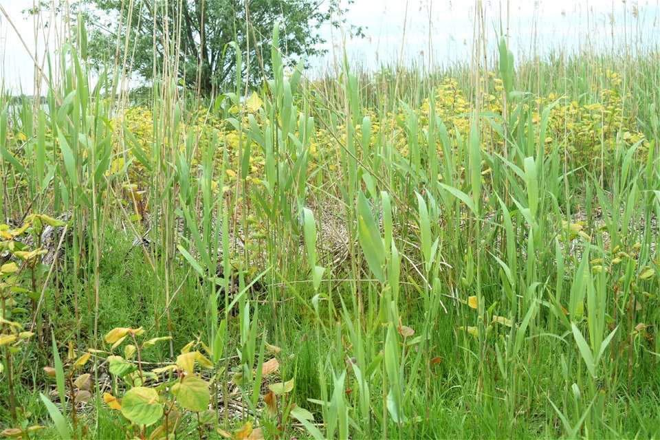 An image of the Fallopia japonica in a field near the Reeuwijkse Plassen