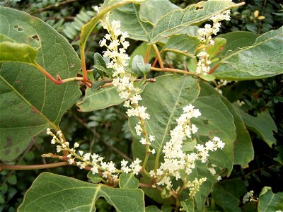 This photo shows Fallopia japonica