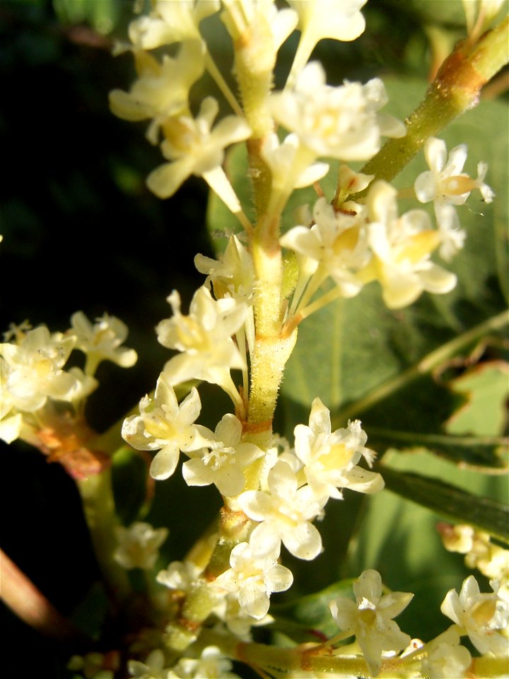 This photo shows Fallopia japonica