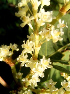 This photo shows Fallopia japonica