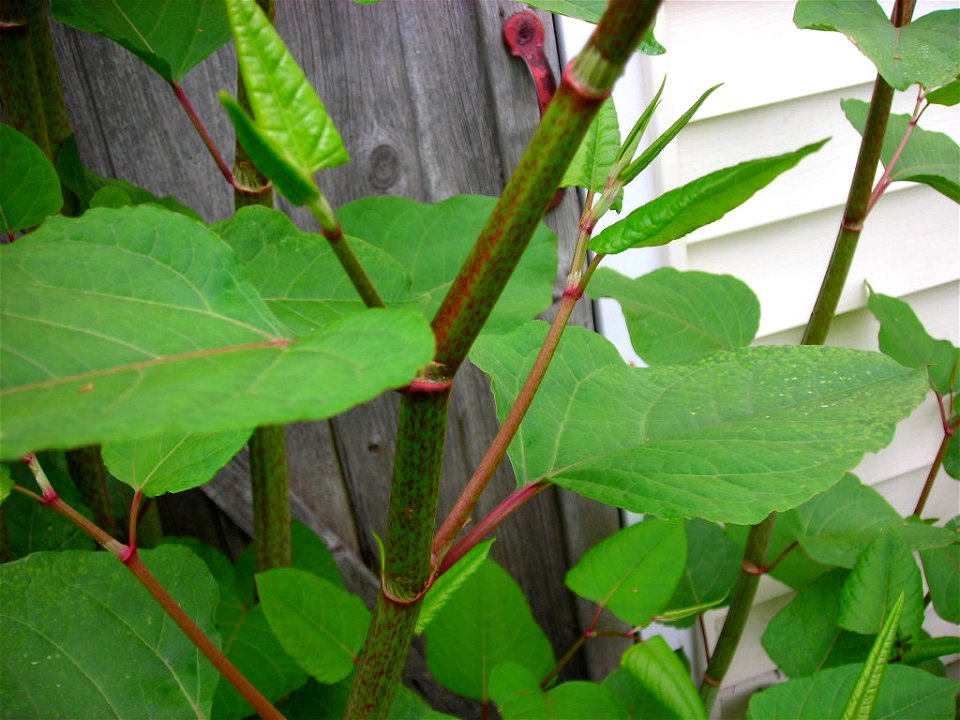 Detail of a Japanese Knotweed stalk. Taken May 2007.