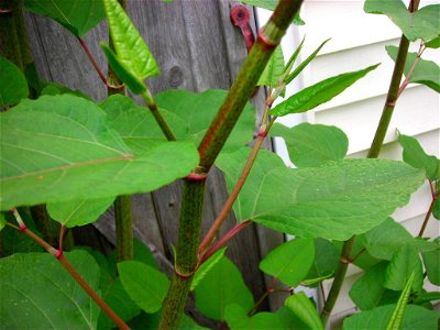 Detail of a Japanese Knotweed stalk. Taken May 2007.