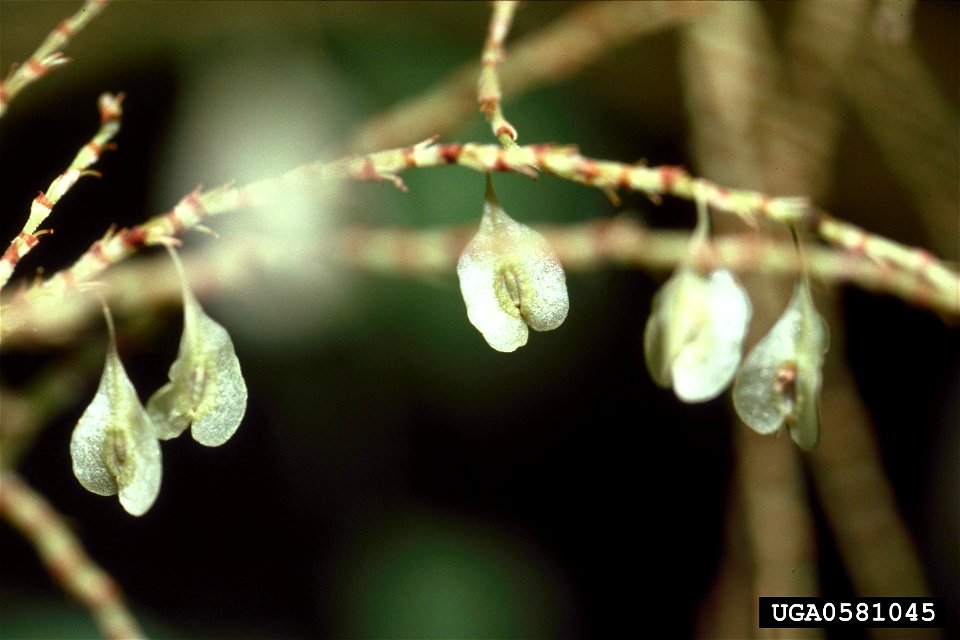 Reynoutria japonica fruits