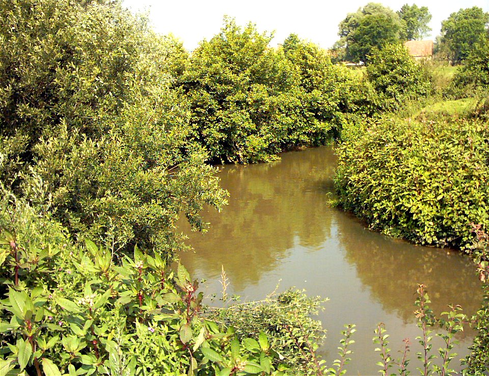 Le fleuve "La Liane" à Hesdigneul-lès-Boulogne, ici très turbide, avec au premier plan, et à droite la Balsamine de l'Himalaya, une espèces invasive qui se développe rapidement en France sur les berge