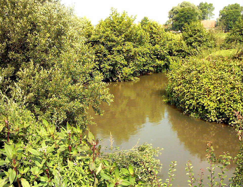 Le fleuve "La Liane" à Hesdigneul-lès-Boulogne, ici très turbide, avec au premier plan, et à droite la Balsamine de l'Himalaya, une espèces invasive qui se développe rapidement en France sur les berge photo