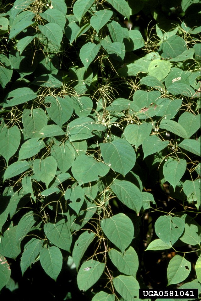 Reynoutria japonica leaves