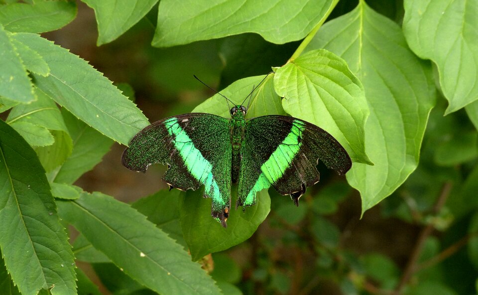 Leaves summer damaged wings
