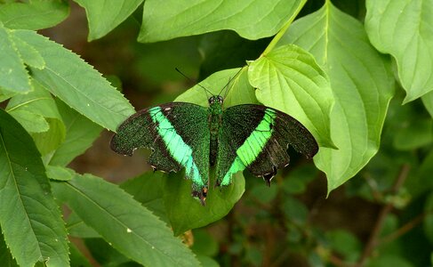 Leaves summer damaged wings
