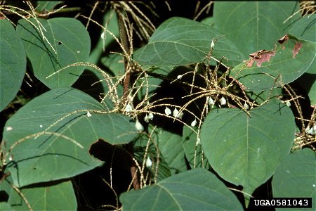 Reynoutria japonica leaves