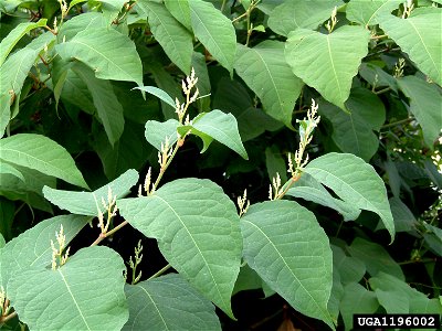 Reynoutria japonica leaves