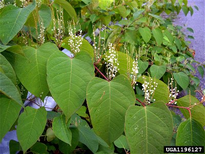 Reynoutria japonica plants photo