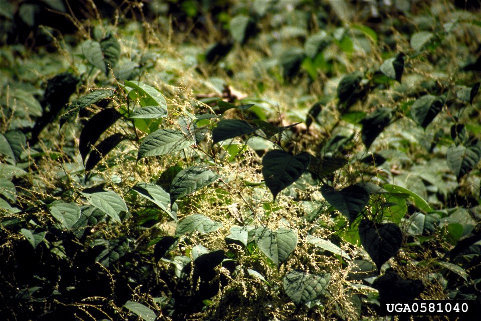 Reynoutria japonica plants