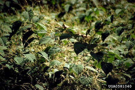 Reynoutria japonica plants photo