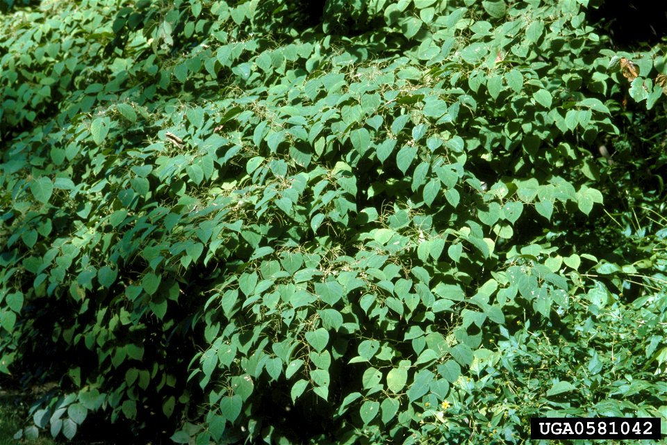 Reynoutria japonica leaves