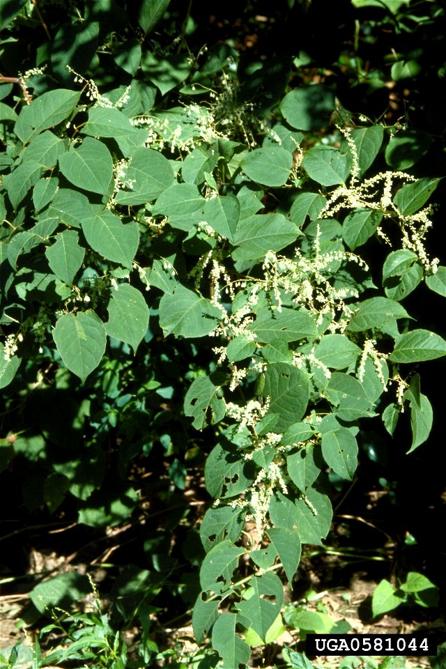 Reynoutria japonica plant