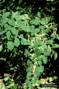 Reynoutria japonica plant
