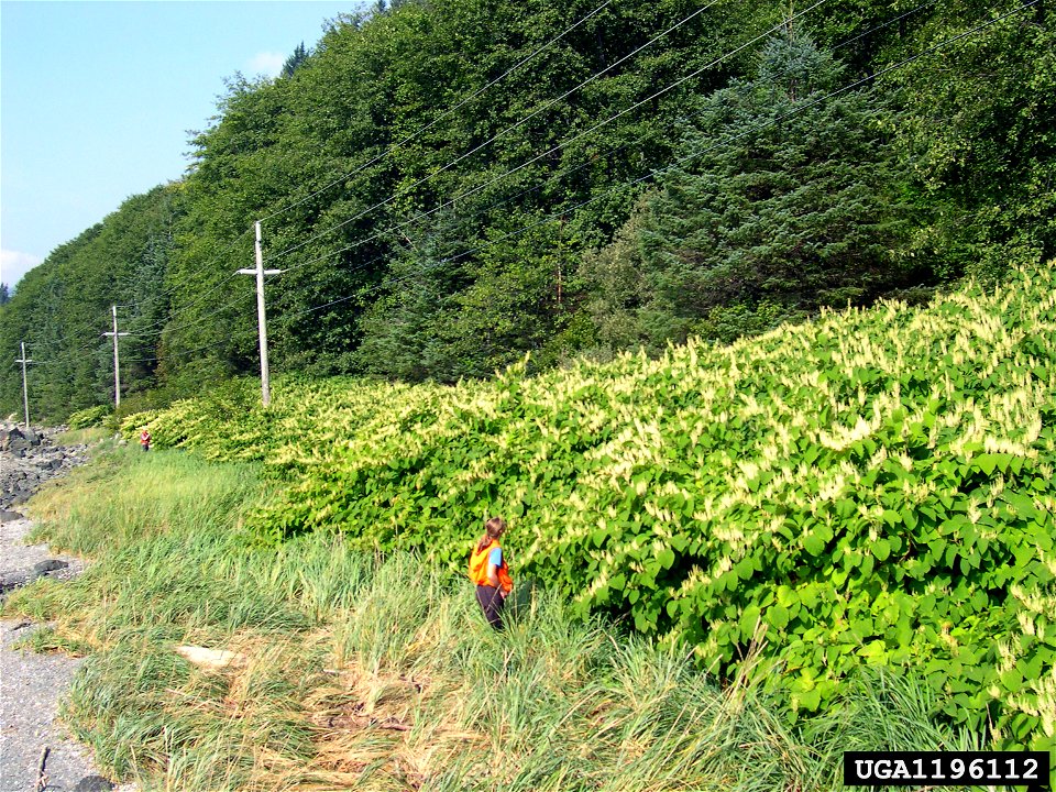 Reynoutria japonica plants