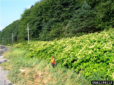 Reynoutria japonica plants photo