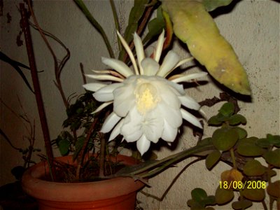 Brahma Kamal (Epiphyllum oxypetalum)
