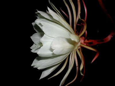 Imuzakが撮影したゲッカビジンの花を横からの写真