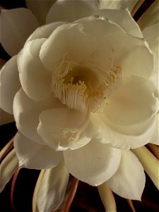 Image title: Lady of the night epiphyllum oxypetalum
Image from Public domain images website, http://www.public-domain-image.com/full-image/flora-plants-public-domain-images-pictures/flowers-public-do