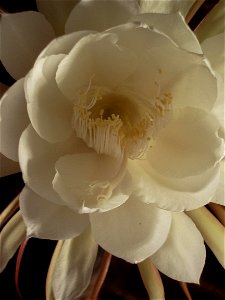 Image title: Lady of the night epiphyllum oxypetalum Image from Public domain images website, http://www.public-domain-image.com/full-image/flora-plants-public-domain-images-pictures/flowers-public-do photo