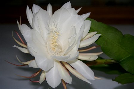 Epiphyllum oxypetalum