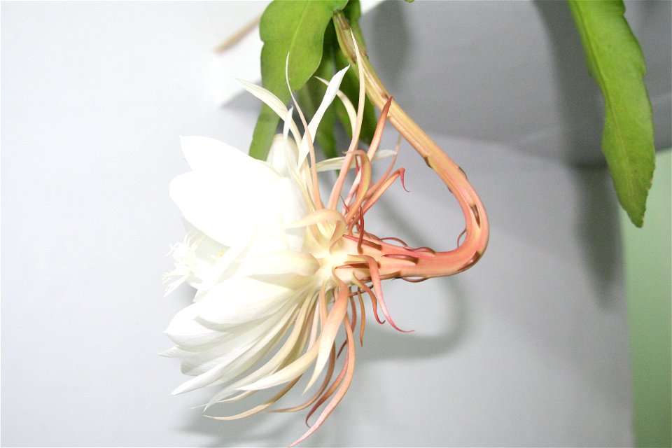 Epiphyllum oxypetalum