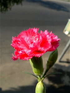 Dianthus caryophyllus var schabaud photo