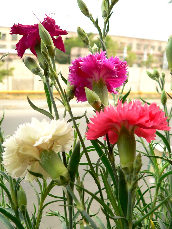 Dianthus caryophyllus var schabaud