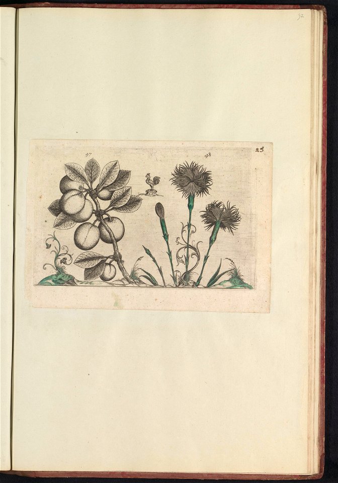 IdentificatieTitel(s): Kerspruim (Prunus cerasifera) en tuinanjer (Dianthus caryophyllus)Objecttype: prent Serienummer: 47-48/60Objectnummer: RP-T-BR-2017-1-12-92Omschrijving: Kerspruim en tuinanjer. photo