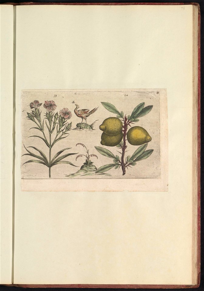 IdentificatieTitel(s): Tuinanjers (Dianthus caryophyllus) en citroenen (Citrus limon)Objecttype: prent Serienummer: 19-20/60Objectnummer: RP-T-BR-2017-1-12-78Omschrijving: Tuinanjers en (doornige) cit photo