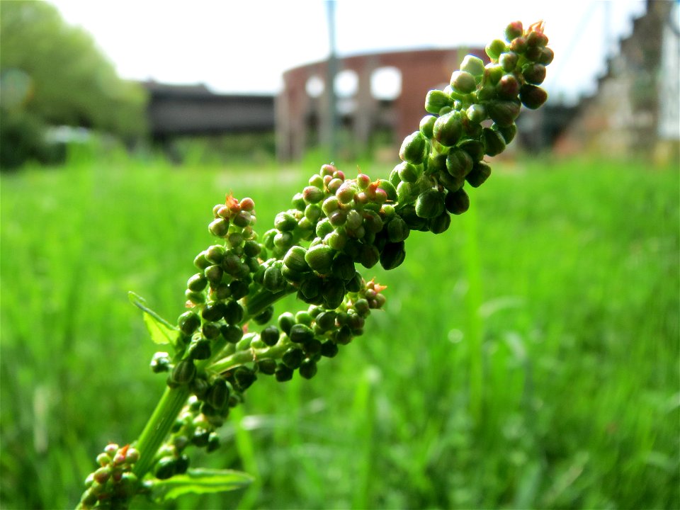 Wiesen-Sauerampfer (Rumex acetosa) im Bürgerpark Saarbrücken