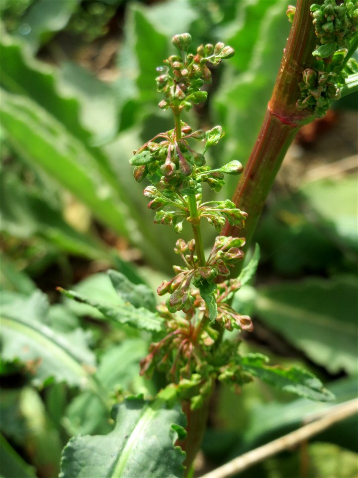 Wiesen-Sauerampfer (Rumex acetosa) in Hockenheim