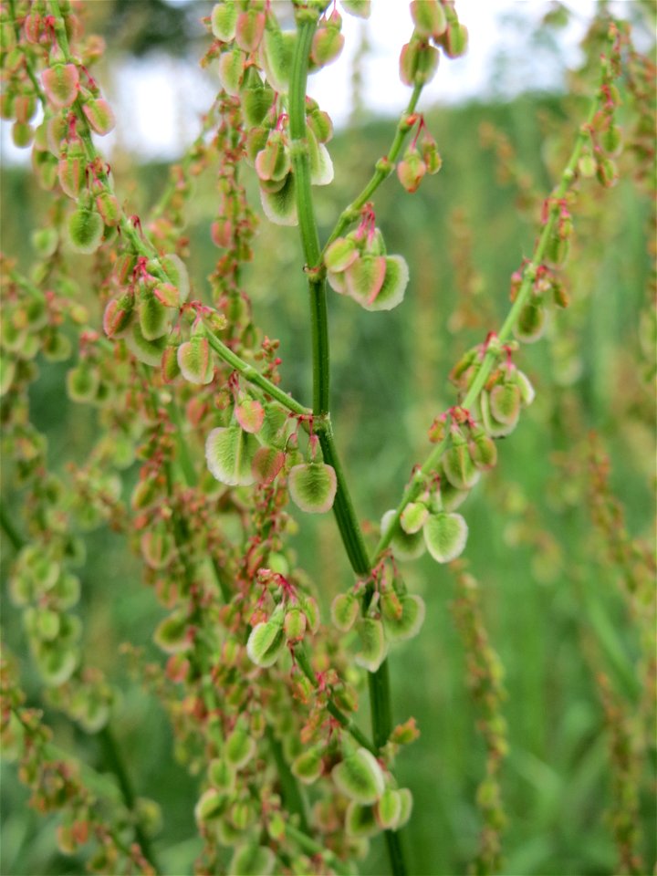 Wiesen-Sauerampfer (Rumex acetosa) im Naturschutzgebiet „Oftersheimer Dünen“ (Teilgebiet „Am Golfplatz“)