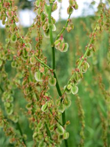Wiesen-Sauerampfer (Rumex acetosa) im Naturschutzgebiet „Oftersheimer Dünen“ (Teilgebiet „Am Golfplatz“)