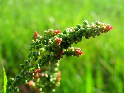 Wiesen-Sauerampfer (Rumex acetosa) im Neuenheimer Feld in Heidelberg