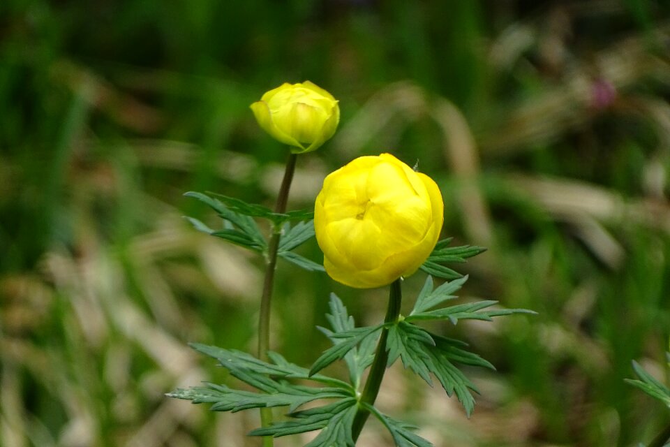 Alpine flowers mountain flower alpine plant