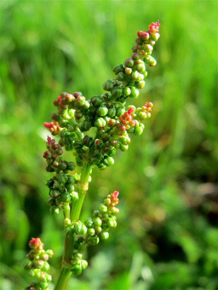Wiesen-Sauerampfer (Rumex acetosa) im Neuenheimer Feld in Heidelberg