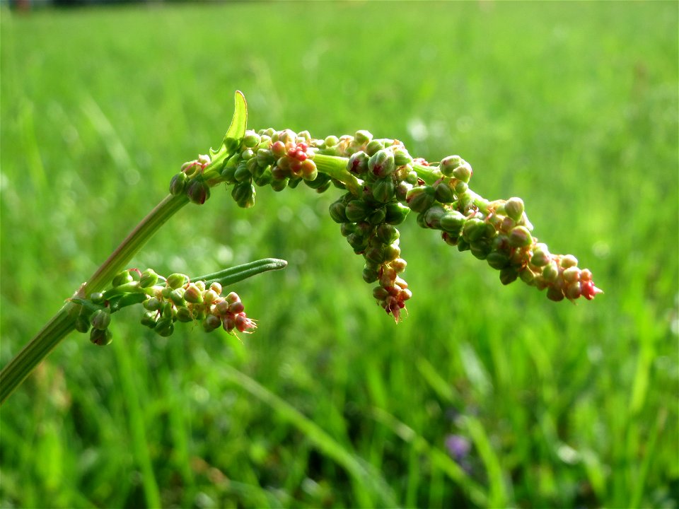 Wiesen-Sauerampfer (Rumex acetosa) im Neuenheimer Feld in Heidelberg