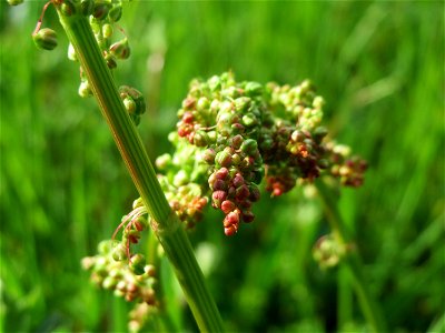 Wiesen-Sauerampfer (Rumex acetosa) im Neuenheimer Feld in Heidelberg