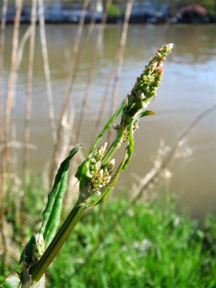 Wiesen-Sauerampfer (Rumex acetosa) am Neckarufer in Heidelberg-Neuenheim