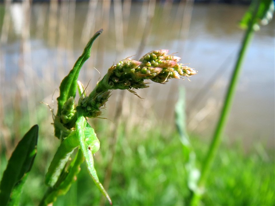 Wiesen-Sauerampfer (Rumex acetosa) am Neckarufer in Heidelberg-Neuenheim