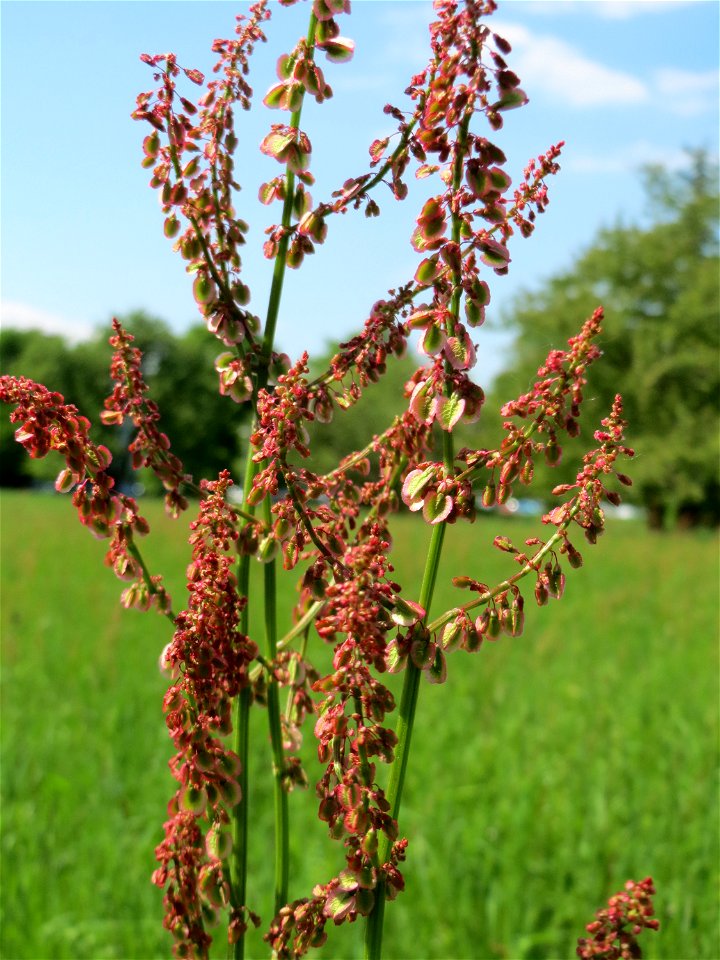 Wiesen-Sauerampfer (Rumex acetosa) im Neuenheimer Feld in Heidelberg