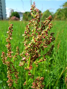 Wiesen-Sauerampfer (Rumex acetosa) im Neuenheimer Feld in Heidelberg