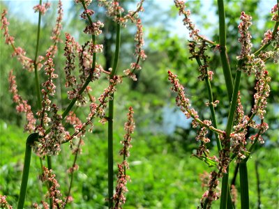 Wiesen-Sauerampfer (Rumex acetosa) am Staden in Saarbrücken