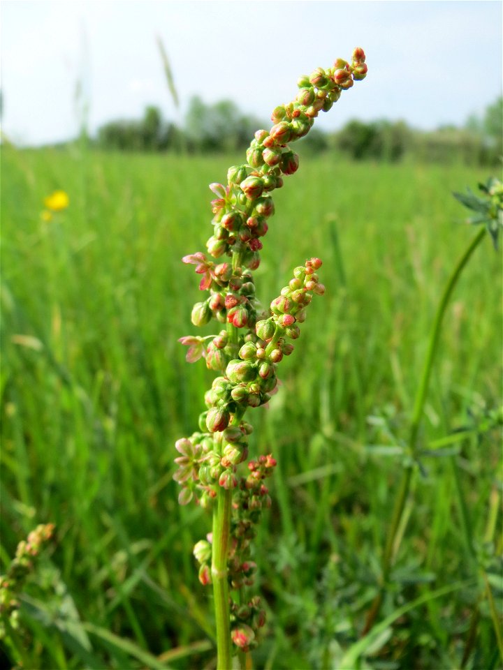 Wiesen-Sauerampfer (Rumex acetosa) im Naturschutzgebiet Bachwiesen/Leopoldswiesen im Hockenheimer Rheinbogen