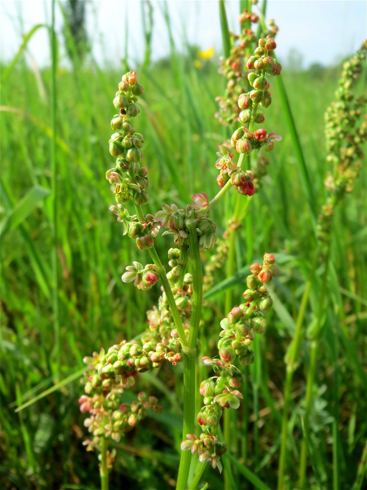 Wiesen-Sauerampfer (Rumex acetosa) im Naturschutzgebiet Bachwiesen/Leopoldswiesen im Hockenheimer Rheinbogen